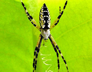 yellow garden spider graphic